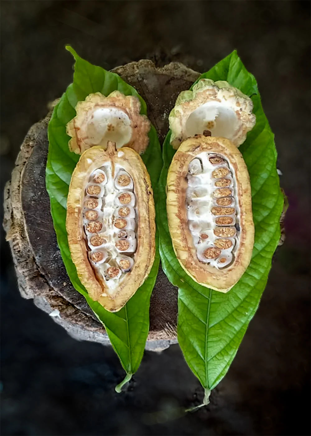 Cocoa Wilds